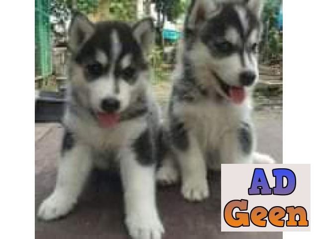 used Husky puppies 9394723663 for sale 